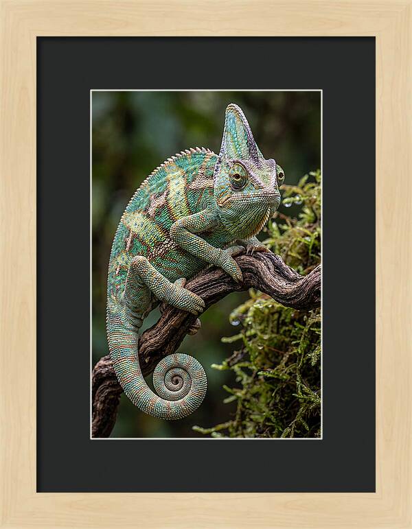 Veiled Chameleon Portrait