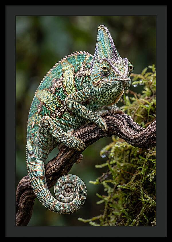 Veiled Chameleon Portrait