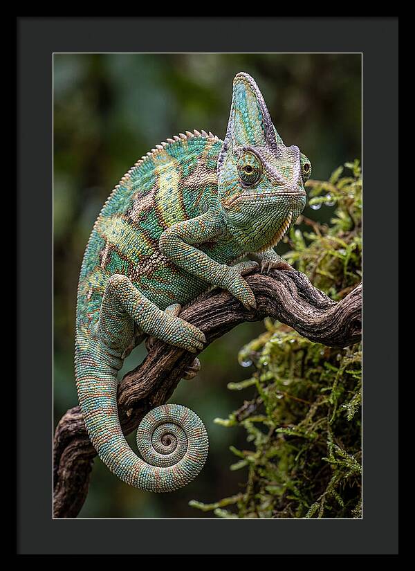 Veiled Chameleon Portrait