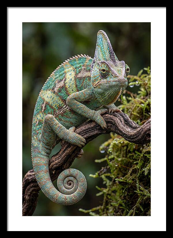 Veiled Chameleon Portrait