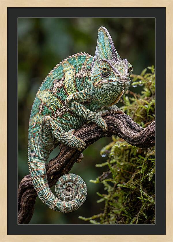 Veiled Chameleon Portrait