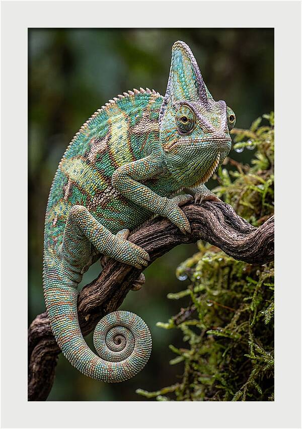 Veiled Chameleon Portrait