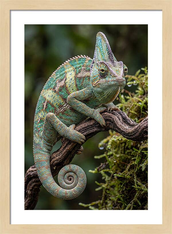 Veiled Chameleon Portrait