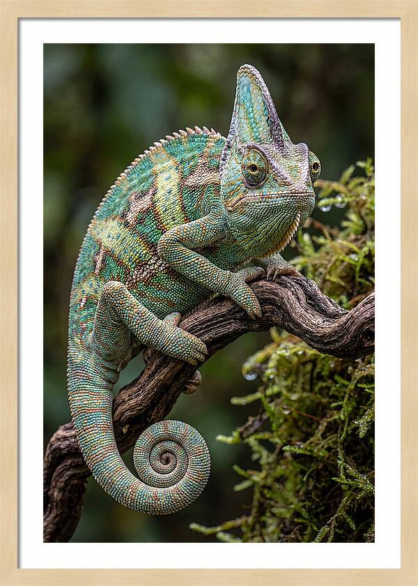 Veiled Chameleon Portrait