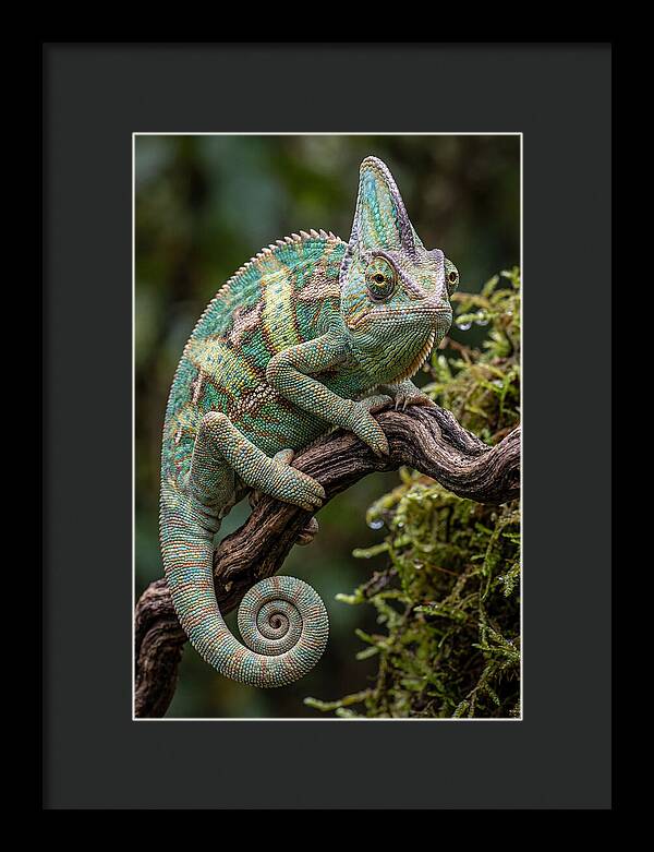 Veiled Chameleon Portrait