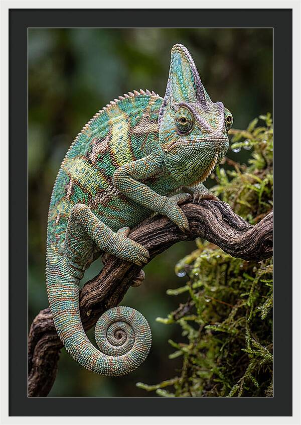 Veiled Chameleon Portrait