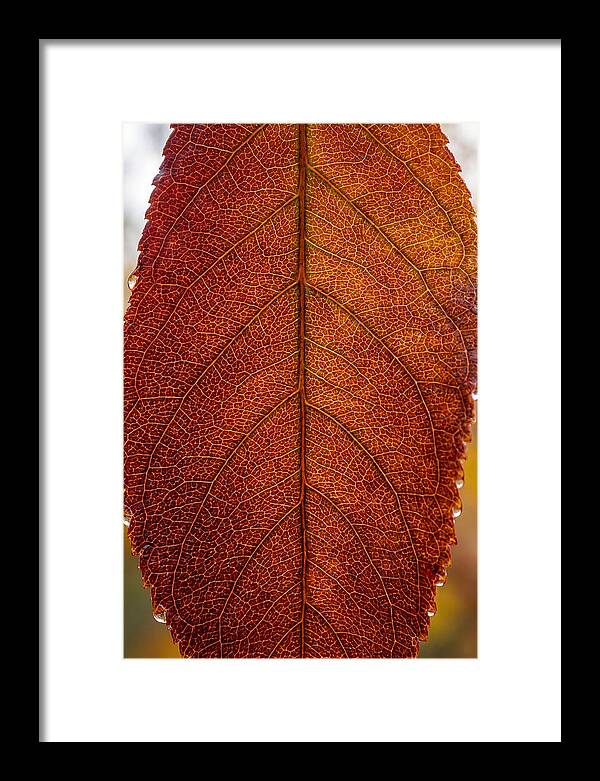 Veins Of Autumn Leaves