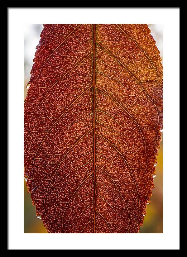 Veins Of Autumn Leaves