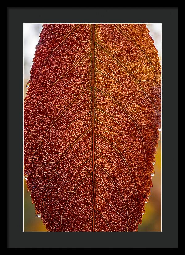 Veins Of Autumn Leaves