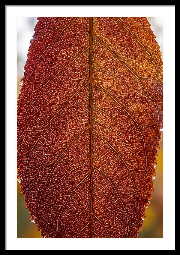 Veins Of Autumn Leaves