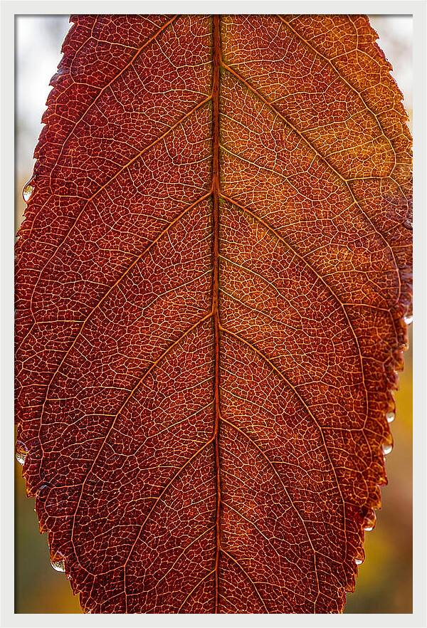 Veins Of Autumn Leaves