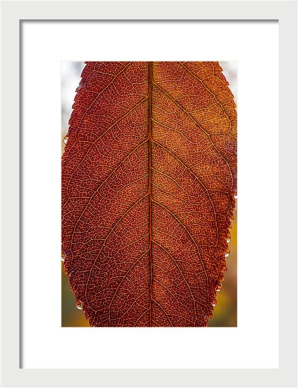 Veins Of Autumn Leaves