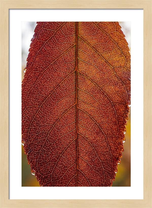 Veins Of Autumn Leaves