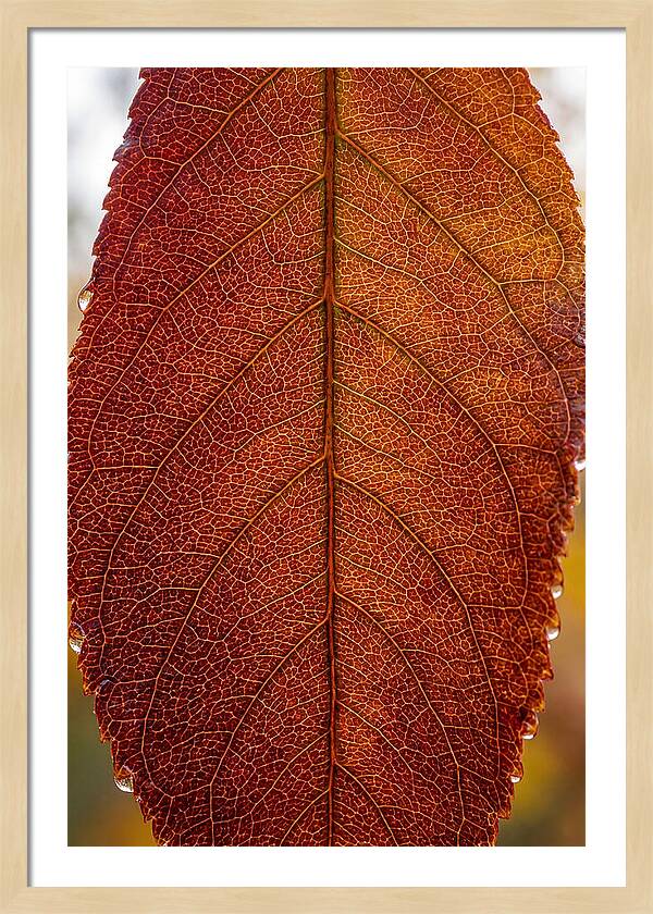 Veins Of Autumn Leaves