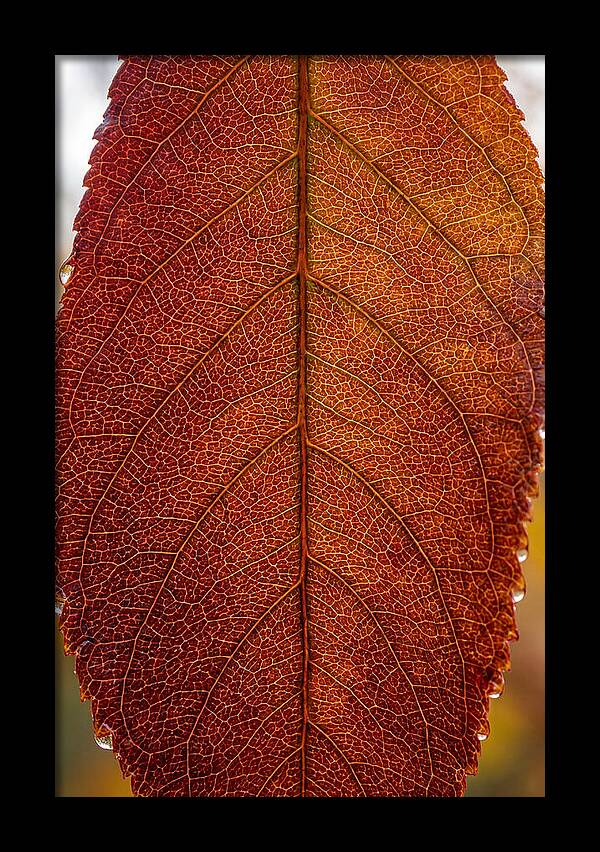 Veins Of Autumn Leaves