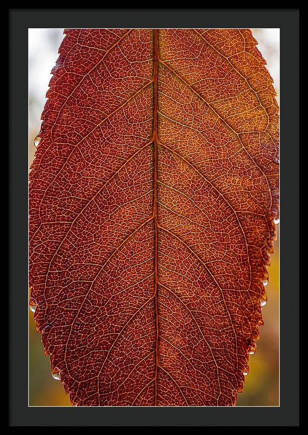 Veins Of Autumn Leaves