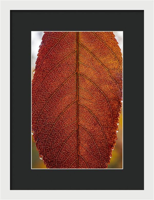 Veins Of Autumn Leaves