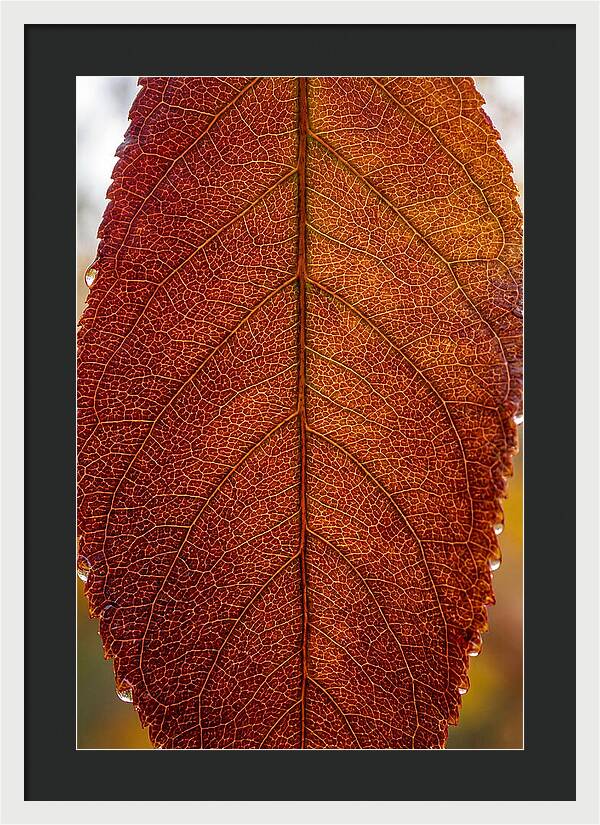 Veins Of Autumn Leaves