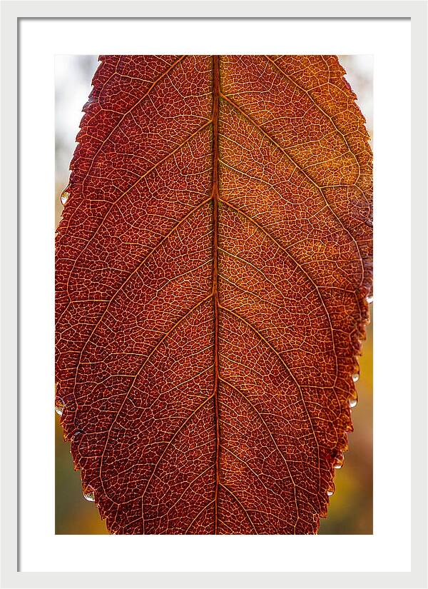 Veins Of Autumn Leaves