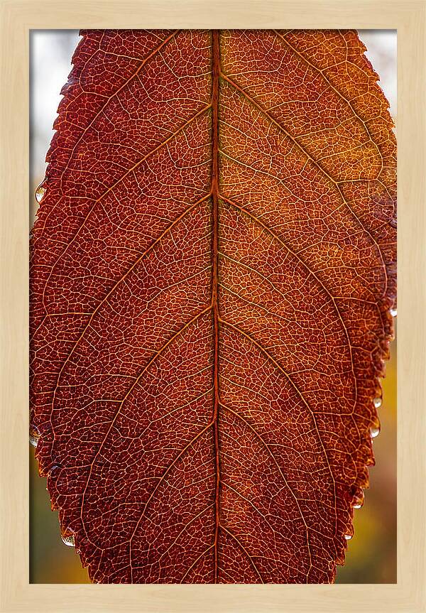 Veins Of Autumn Leaves