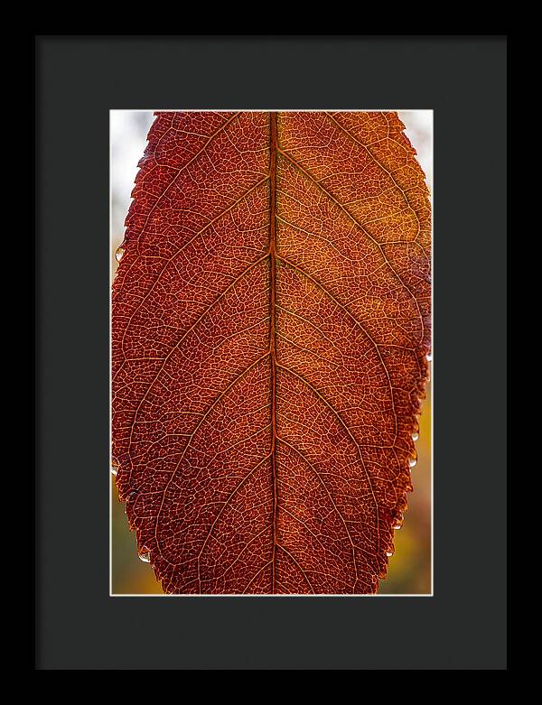 Veins Of Autumn Leaves