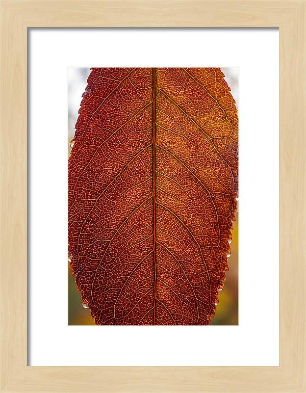Veins Of Autumn Leaves