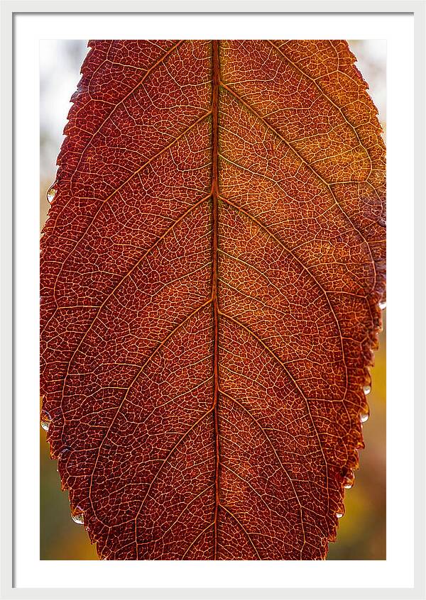 Veins Of Autumn Leaves