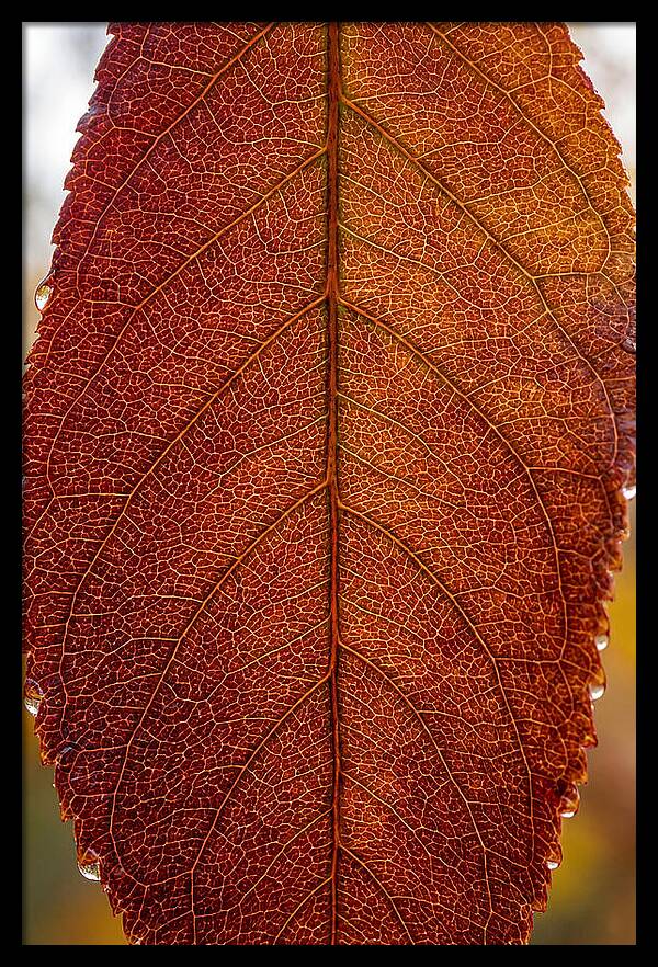 Veins Of Autumn Leaves