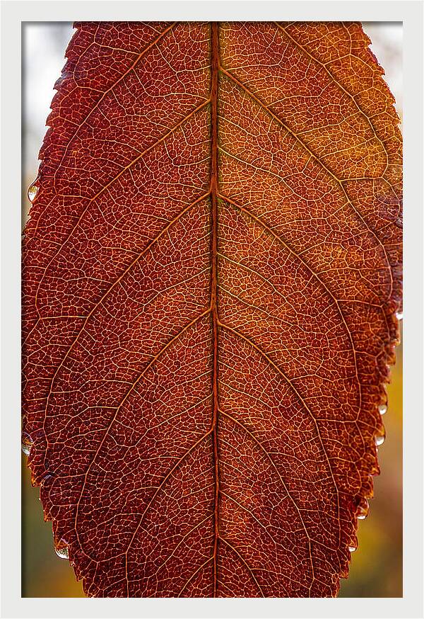 Veins Of Autumn Leaves