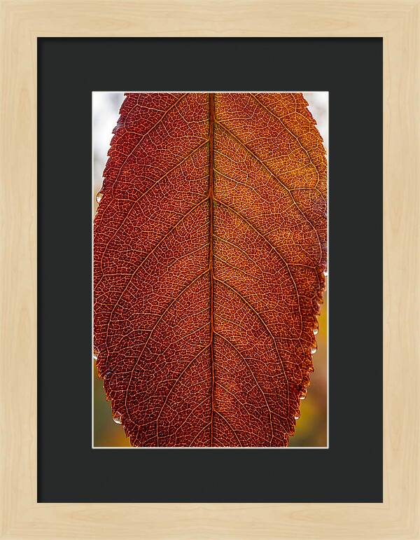 Veins Of Autumn Leaves
