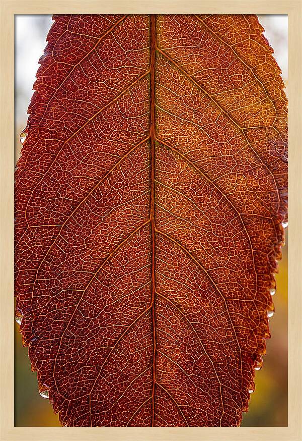 Veins Of Autumn Leaves