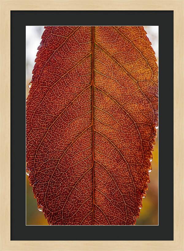 Veins Of Autumn Leaves