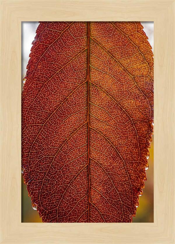 Veins Of Autumn Leaves