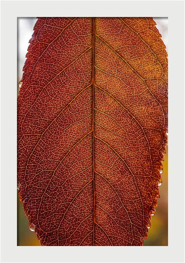 Veins Of Autumn Leaves