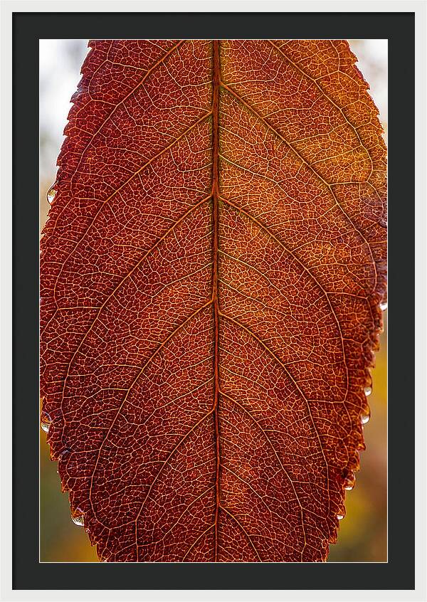 Veins Of Autumn Leaves