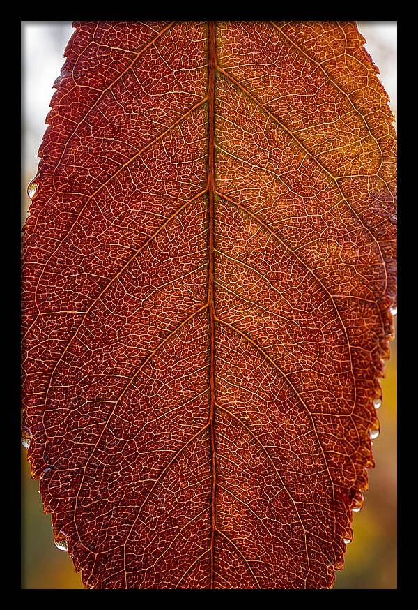 Veins Of Autumn Leaves