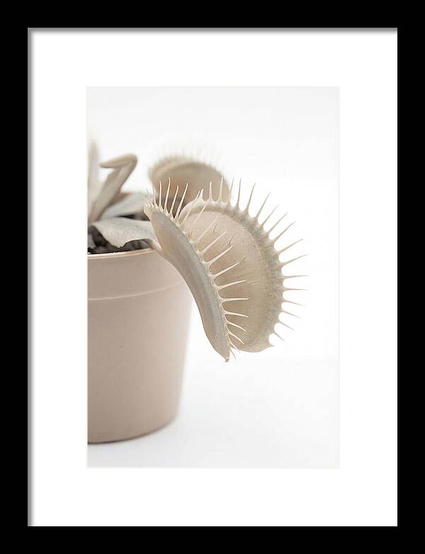 Venus Flytrap Detail