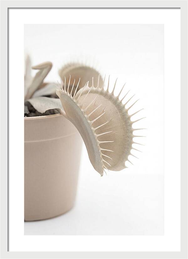 Venus Flytrap Detail