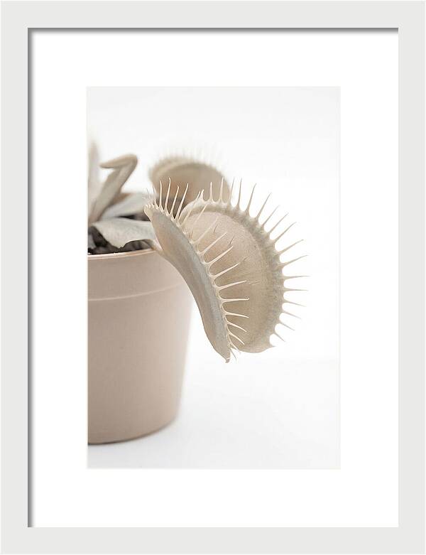 Venus Flytrap Detail