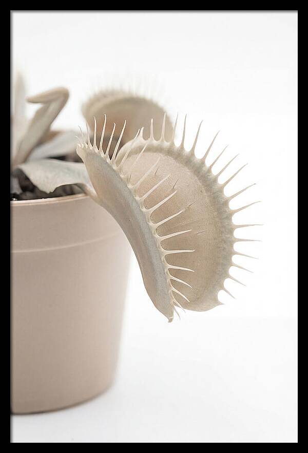 Venus Flytrap Detail