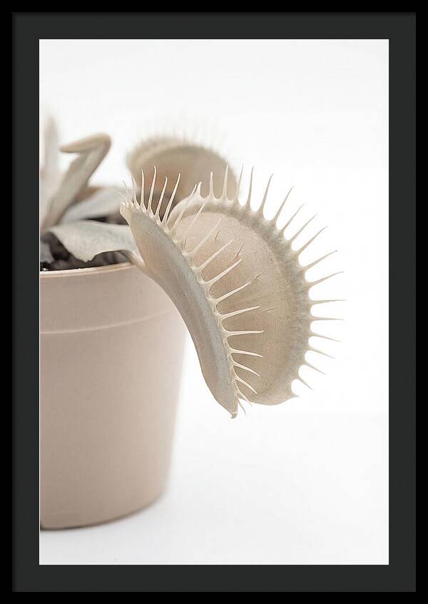 Venus Flytrap Detail