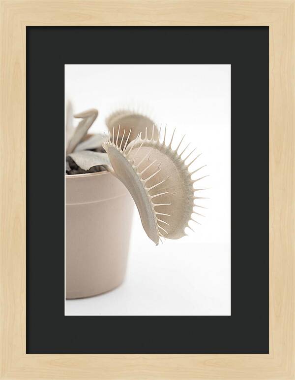 Venus Flytrap Detail