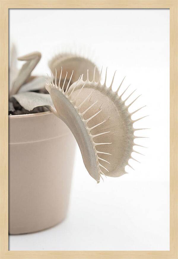 Venus Flytrap Detail