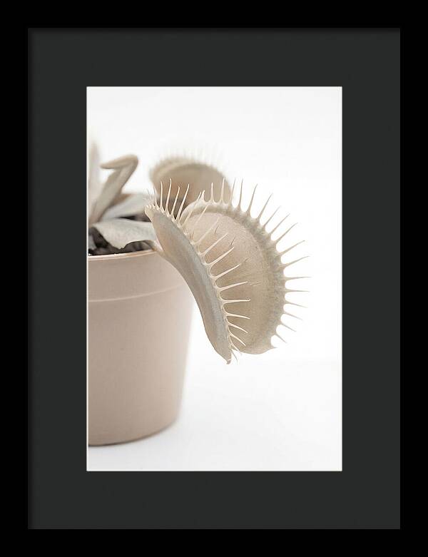 Venus Flytrap Detail