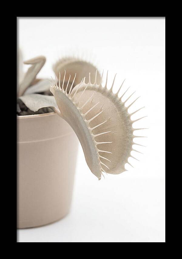 Venus Flytrap Detail