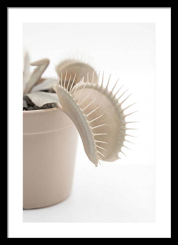 Venus Flytrap Detail