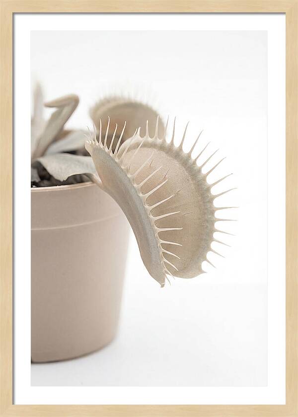 Venus Flytrap Detail