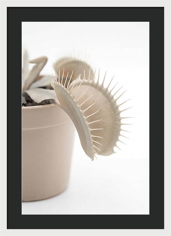 Venus Flytrap Detail