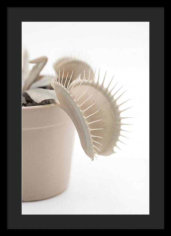 Venus Flytrap Detail