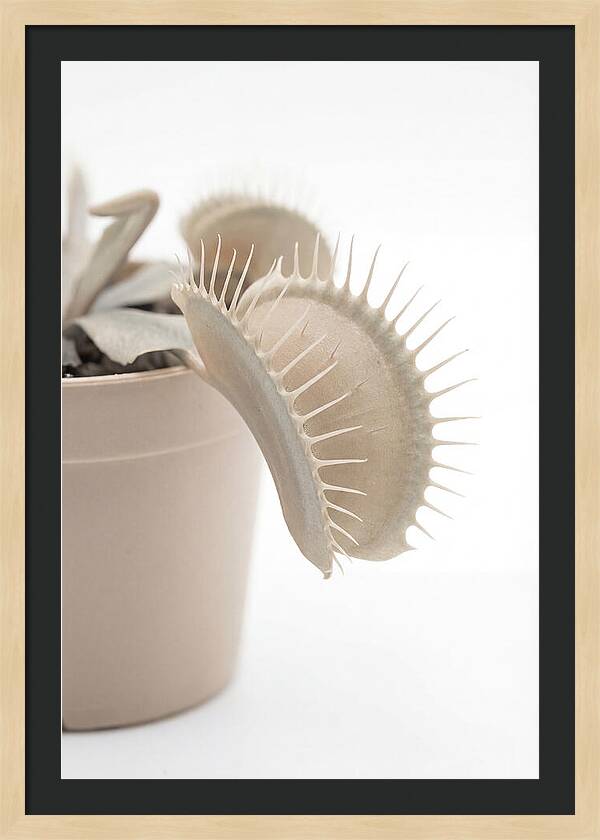 Venus Flytrap Detail